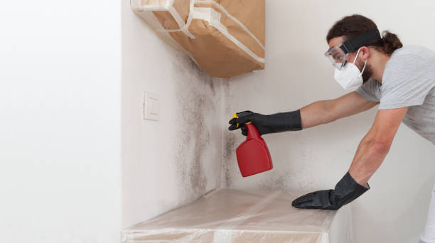 Professional Mold Remediation technician working in Bergenfield, NJ