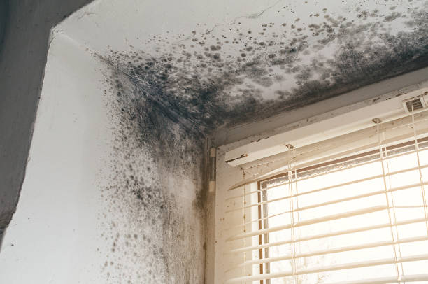 Affordable Mold Remediation solutions in Bergenfield, NJ