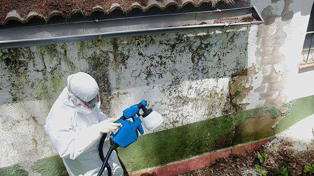 Top rated local Mold Remediation specialists in Bergenfield, NJ